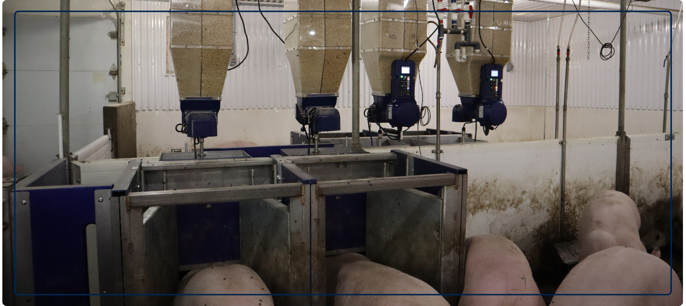 Precision gilt nutrition with GESTAL